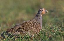 big seraya-kuropatka (onbird.ru).jpg